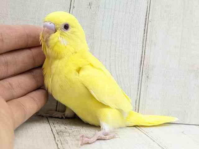 セキセイインコ[【ルチノー】フェスタ開催中！2026年2月1日まで特別