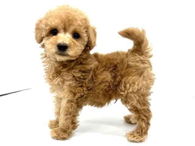 大阪府のトイプードル(トイ) (ひごペットフレンドリーイオンタウン茨木太田店/2025年10月8日生まれ/男の子/アプリコット)の子犬の2枚目の画像