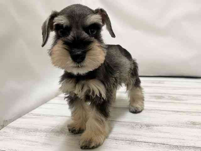 和歌山県のミニチュアシュナウザー (ひごペットフレンドリーパームシティ和歌山店/2025年11月9日生まれ/男の子/ソルトペッパー)の子犬の2枚目の画像