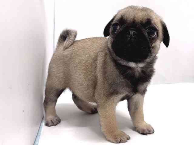 奈良県のパグ (ひごペットフレンドリー奈良パワーシティ店/2025年11月9日生まれ/女の子/フォーン)の子犬の2枚目の画像