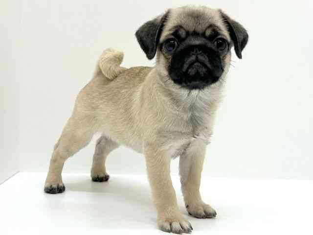 兵庫県のパグ (ひごペットフレンドリーブルメールHAT神戸店/2025年11月9日生まれ/女の子/フォーン)の子犬の2枚目の画像