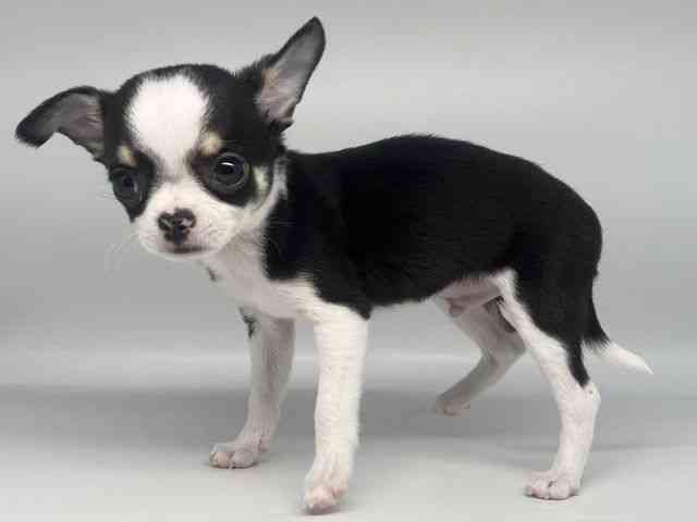 徳島県のチワワ(スムース) (ひごペットフレンドリーゆめタウン徳島店/2025年11月9日生まれ/男の子/ブラックタンホワイト)の子犬の2枚目の画像