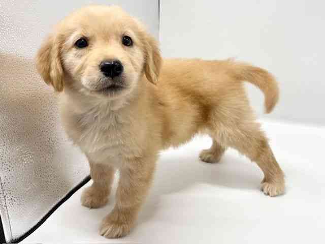 大阪府のゴールデンレトリバー (ひごペットフレンドリーイオンタウン豊中庄内店/2025年11月9日生まれ/女の子/ゴールデン)の子犬の2枚目の画像