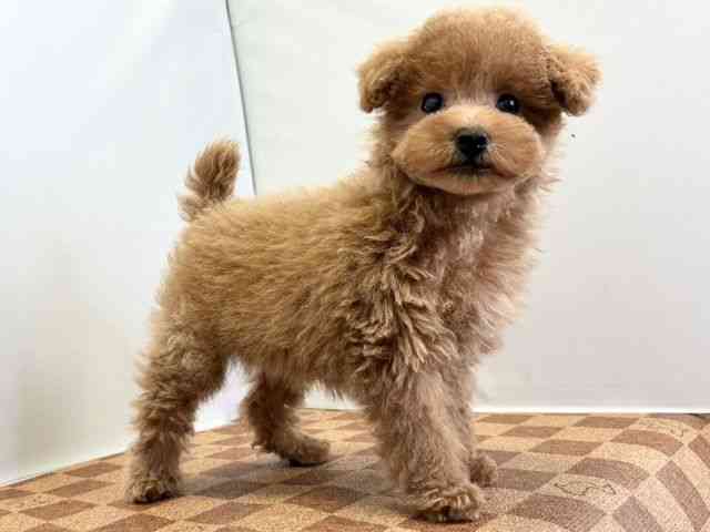 愛媛県のトイプードル(トイ) (ひごペットフレンドリーエミフルMASAKI店/2025年11月7日生まれ/女の子/オレンジフォーン)の子犬の2枚目の画像