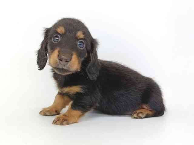 大阪府のミニチュアダックスフンド(ロング) (ひごペットフレンドリー泉ヶ丘店/2025年10月30日生まれ/男の子/ブラックタン)の子犬の2枚目の画像