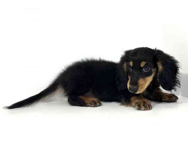 兵庫県のカニンヘンダックスフンド(ロング) (ひごペットフレンドリーイトーヨーカドー明石店/2025年11月2日生まれ/男の子/ブラックタン)の子犬の2枚目の画像