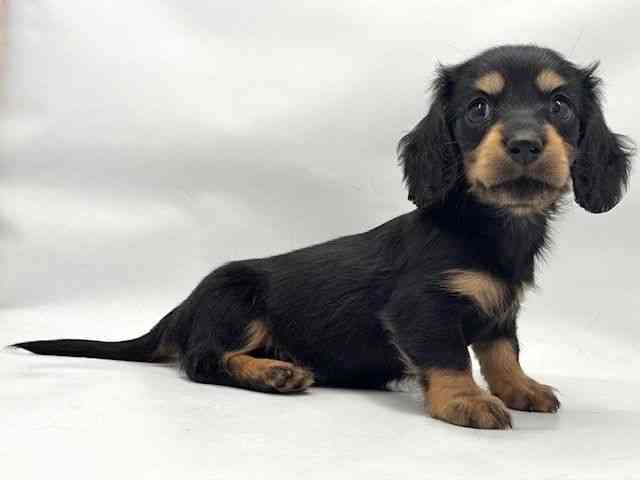 大阪府のミニチュアダックスフンド(ロング) (ひごペットフレンドリー東淀川店/2025年11月2日生まれ/女の子/ブラックタン)の子犬の2枚目の画像