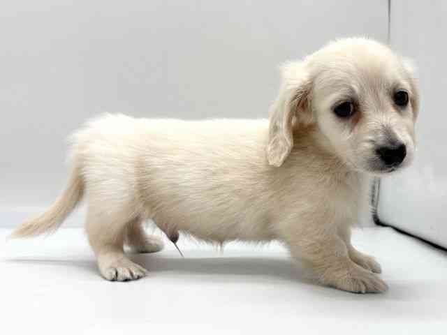 京都府のミニチュアダックスフンド(ロング) (ひごペットフレンドリー京都店/2025年11月1日生まれ/男の子/イエロー)の子犬の2枚目の画像