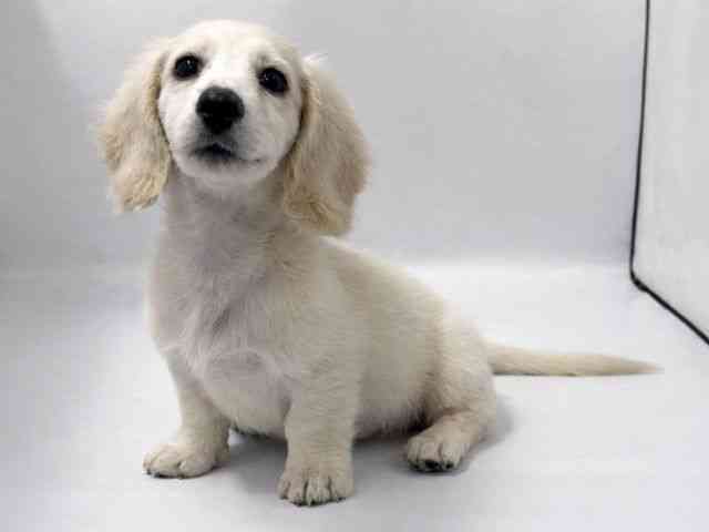 京都府のミニチュアダックスフンド(ロング) (ひごペットフレンドリー京都店/2025年11月1日生まれ/男の子/イエロー)の子犬の2枚目の画像