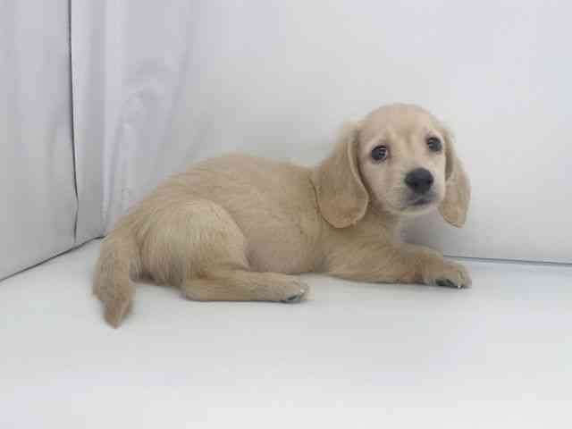 兵庫県のミニチュアダックスフンド(ロング) (ひごペットフレンドリーイオンタウン加古川店/2025年11月1日生まれ/男の子/イエロー)の子犬の2枚目の画像