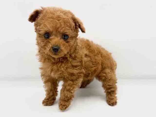 大阪府のトイプードル(トイ) (ひごペットフレンドリーららぽーとEXPOCITY店/2025年11月2日生まれ/女の子/レッドフォーン)の子犬の2枚目の画像