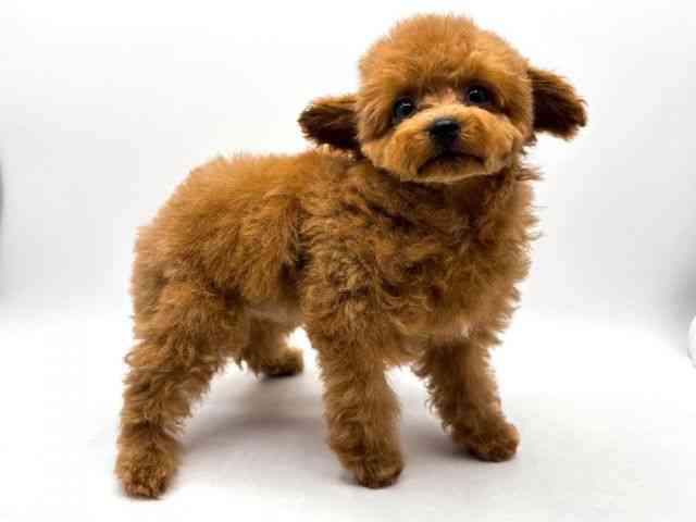 奈良県のトイプードル(トイ) (ひごペットフレンドリー田原本店/2025年11月2日生まれ/女の子/レッドフォーン)の子犬の2枚目の画像