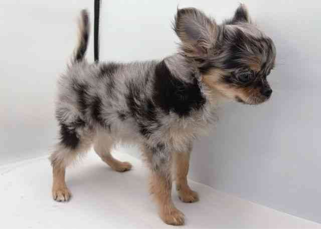 島根県のチワワ(ロング) (ひごペットフレンドリーイオン松江ショッピングセンター店/2025年11月4日生まれ/男の子/ブルーマール)の子犬の2枚目の画像