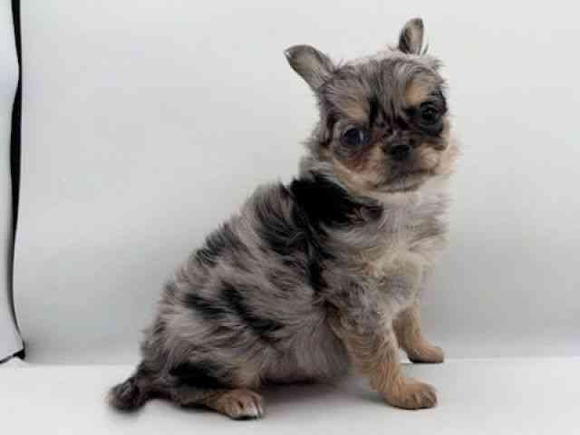 島根県のチワワ(ロング) (ひごペットフレンドリーイオン松江ショッピングセンター店/2025年11月4日生まれ/男の子/ブルーマール)の子犬の2枚目の画像