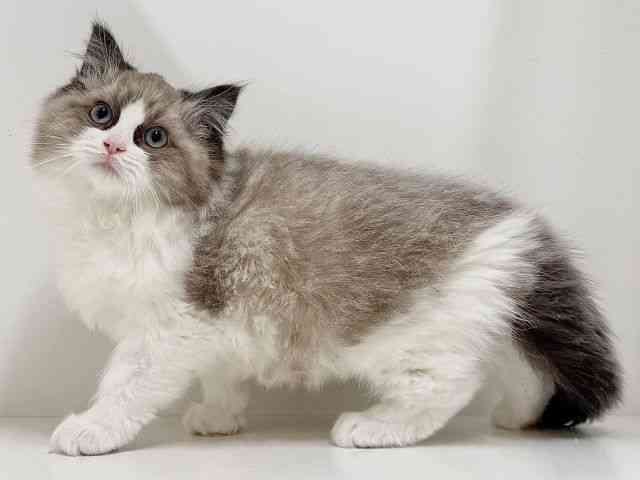 奈良県のラグドール (ひごペットフレンドリーイオンモール橿原ウエスト・ビレッジ店/2025年10月19日生まれ/女の子/シールポイントバイカラー)の子猫の2枚目の画像