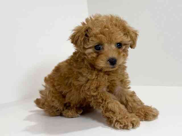 兵庫県のトイプードル(トイ) (ひごペットフレンドリーイトーヨーカドー明石店/2025年11月9日生まれ/女の子/オレンジフォーン)の子犬の2枚目の画像