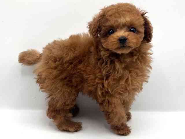 京都府のトイプードル(トイ) (ひごペットフレンドリーイオンモール高の原店/2025年11月2日生まれ/女の子/レッドフォーン)の子犬の2枚目の画像