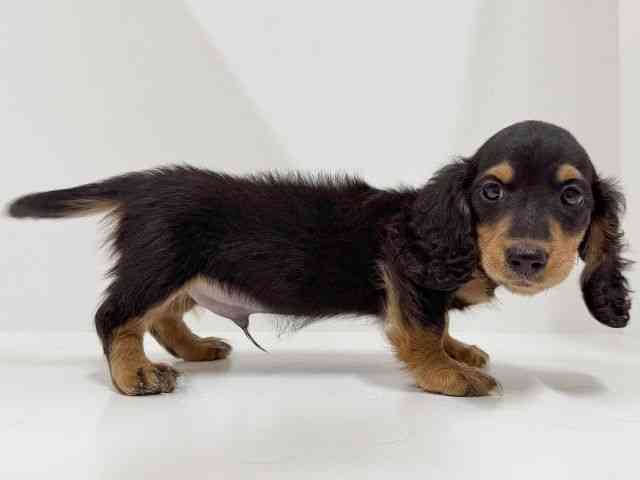 奈良県のミニチュアダックスフンド(ロング) (ひごペットフレンドリーイオンモール橿原ウエスト・ビレッジ店/2025年11月5日生まれ/男の子/ブラックタン)の子犬の2枚目の画像