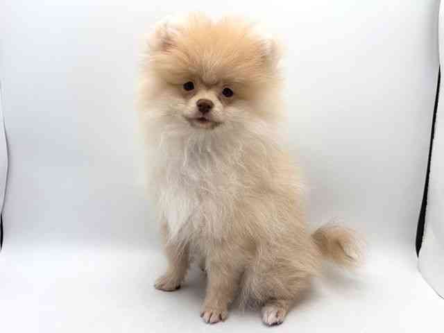 奈良県のポメラニアン (ひごペットフレンドリー田原本店/2025年11月8日生まれ/男の子/クリーム)の子犬の2枚目の画像