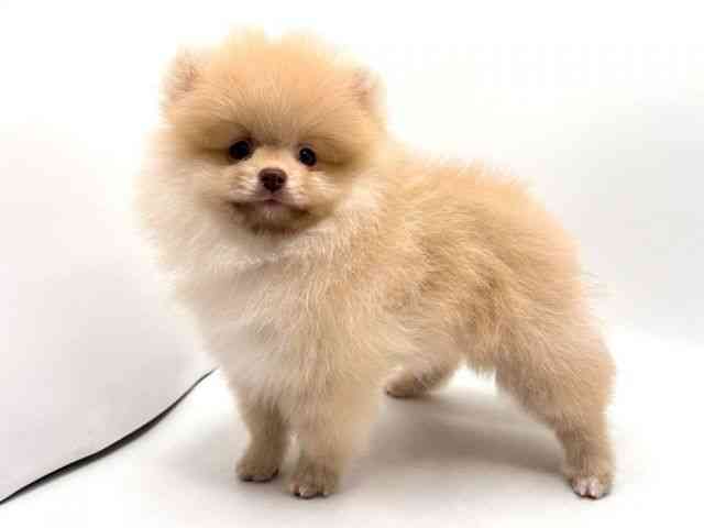 奈良県のポメラニアン (ひごペットフレンドリー田原本店/2025年11月8日生まれ/男の子/クリーム)の子犬の2枚目の画像