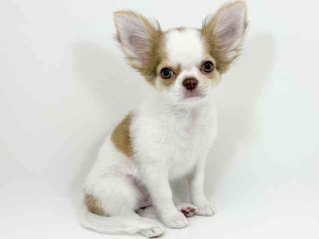 京都府のチワワ(ロング) (ひごペットフレンドリーイズミヤショッピングセンター八幡店/2025年11月8日生まれ/男の子/チョコレートフォーンホワイト)の子犬の2枚目の画像