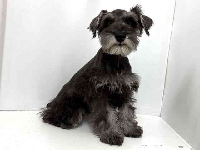 大阪府のミニチュアシュナウザー (ひごペットフレンドリーベルファⅡ都島店/2025年11月9日生まれ/男の子/ソルトペッパー)の子犬の2枚目の画像