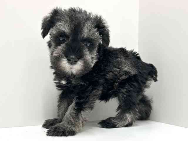 愛知県のミニチュアシュナウザー (ひごペットフレンドリーららぽーと名古屋みなとアクルス店/2025年11月7日生まれ/女の子/ソルトペッパー)の子犬の2枚目の画像