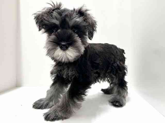 愛知県のミニチュアシュナウザー (ひごペットフレンドリーららぽーと名古屋みなとアクルス店/2025年11月7日生まれ/女の子/ソルトペッパー)の子犬の2枚目の画像