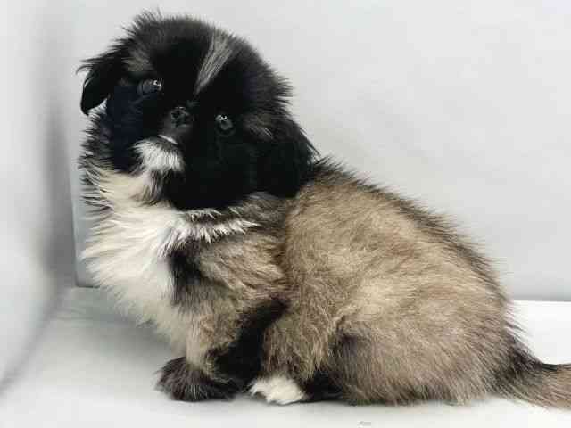 大阪府のペキニーズ (ひごペットフレンドリーイトーヨーカドー津久野店/2025年11月8日生まれ/男の子/フォーン)の子犬の2枚目の画像