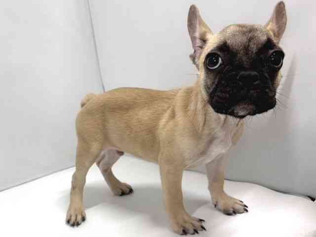 奈良県のフレンチブルドッグ (ひごペットフレンドリー奈良パワーシティ店/2025年11月6日生まれ/男の子/フォーン)の子犬の2枚目の画像