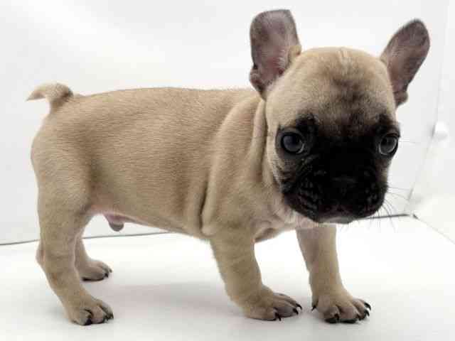 兵庫県のフレンチブルドッグ (ひごペットフレンドリークラウンパーク伊丹店/2025年11月6日生まれ/男の子/フォーン)の子犬の2枚目の画像