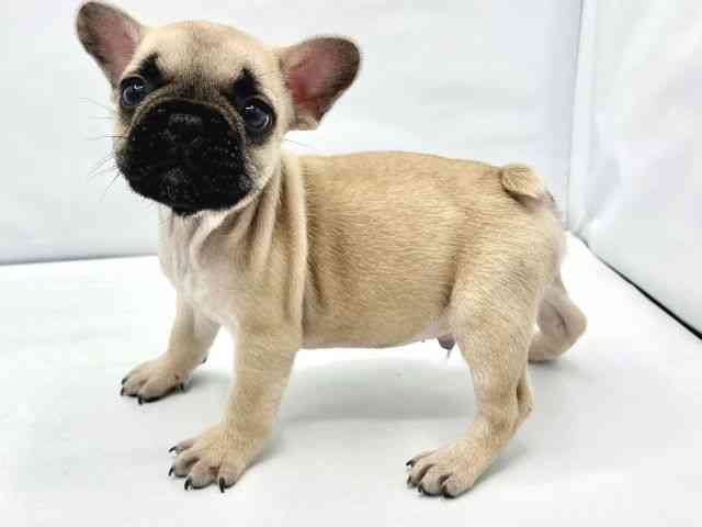 大阪府のフレンチブルドッグ (ひごペットフレンドリーイトーヨーカドー津久野店/2025年11月6日生まれ/男の子/フォーン)の子犬の2枚目の画像
