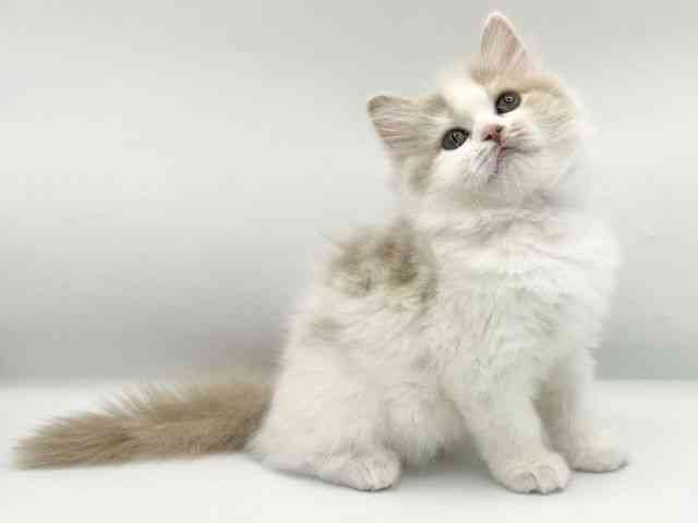 大阪府のサイベリアン (ひごペットフレンドリーららぽーとEXPOCITY店/2025年11月8日生まれ/女の子/カメオホワイト)の子猫の2枚目の画像