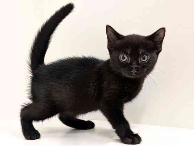 福岡県のボンベイ (ひごペットフレンドリーリバーウォーク北九州店/2025年11月8日生まれ/女の子/ブラック)の子猫の2枚目の画像