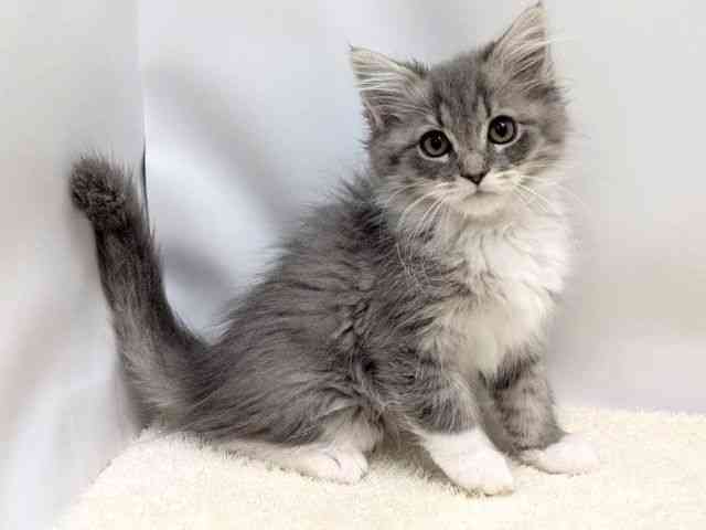 広島県のサイベリアン (ひごペットフレンドリーゆめタウン廿日市店/2025年11月9日生まれ/男の子/ブルータビーホワイト)の子猫の2枚目の画像