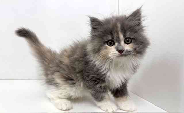 大阪府のサイベリアン (ひごペットフレンドリーベルファⅡ都島店/2025年11月9日生まれ/女の子/ダイリュートキャリコ)の子猫の2枚目の画像