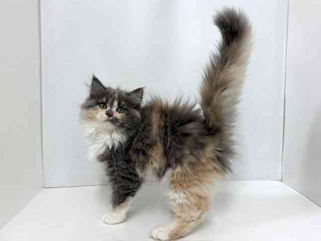 大阪府のサイベリアン (ひごペットフレンドリーベルファⅡ都島店/2025年11月9日生まれ/女の子/ダイリュートキャリコ)の子猫の2枚目の画像