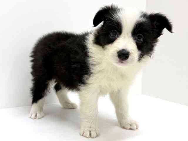 大阪府のボーダーコリー (ひごペットフレンドリーくずはモール店/2025年11月7日生まれ/男の子/ブラックホワイト)の子犬の2枚目の画像