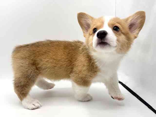 大阪府のウェルシュコーギーペンブローク (ひごペットフレンドリーみのおキューズモール店/2025年11月8日生まれ/男の子/セーブルホワイト)の子犬の2枚目の画像