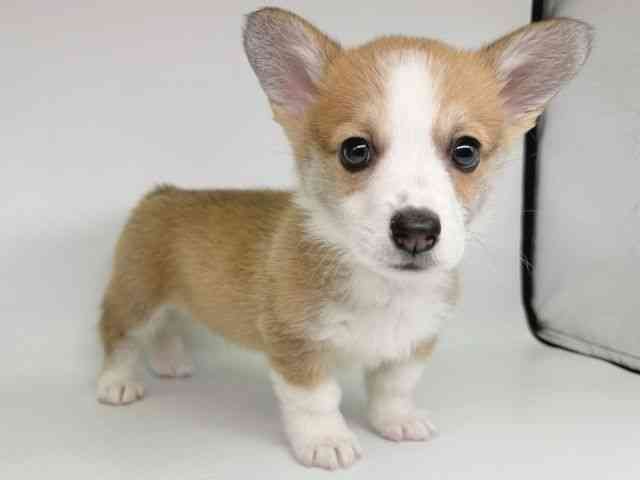 大阪府のウェルシュコーギーペンブローク (ひごペットフレンドリー瓜破店/2025年11月8日生まれ/男の子/セーブルホワイト)の子犬の2枚目の画像