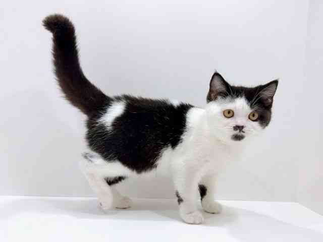 広島県のブリティッシュショートヘアー (ひごペットフレンドリーフジグラン神辺店/2025年11月9日生まれ/女の子/ブラックホワイト)の子猫の2枚目の画像