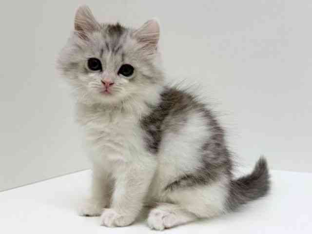 兵庫県のサイベリアン (ひごペットフレンドリーブルメールHAT神戸店/2025年10月29日生まれ/男の子/シルバータビーホワイト)の子猫の2枚目の画像