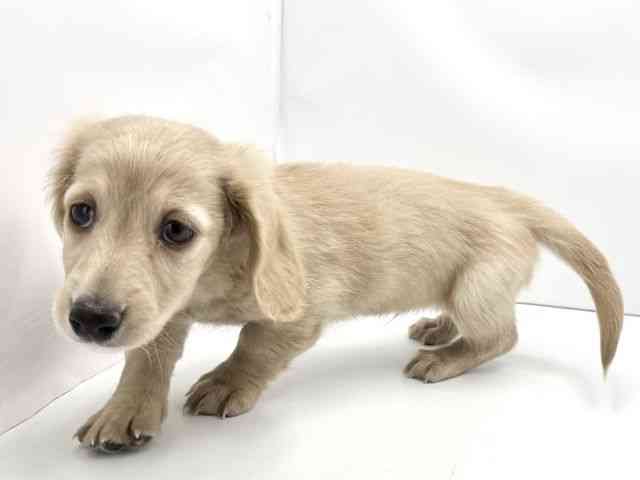 兵庫県のミニチュアダックスフンド(ロング) (ひごペットフレンドリークラウンパーク伊丹店/2025年11月7日生まれ/男の子/イエロー)の子犬の2枚目の画像