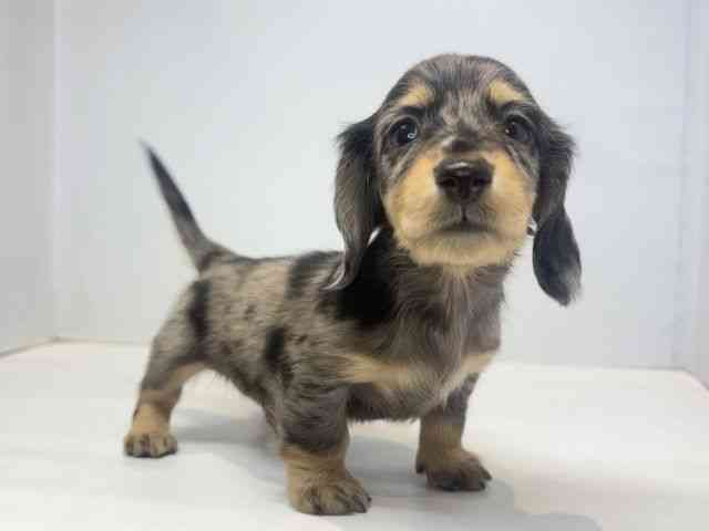 大阪府のミニチュアダックスフンド(ロング) (ひごペットフレンドリーセブンパーク天美店/2025年11月9日生まれ/男の子/シルバーダップル)の子犬の2枚目の画像