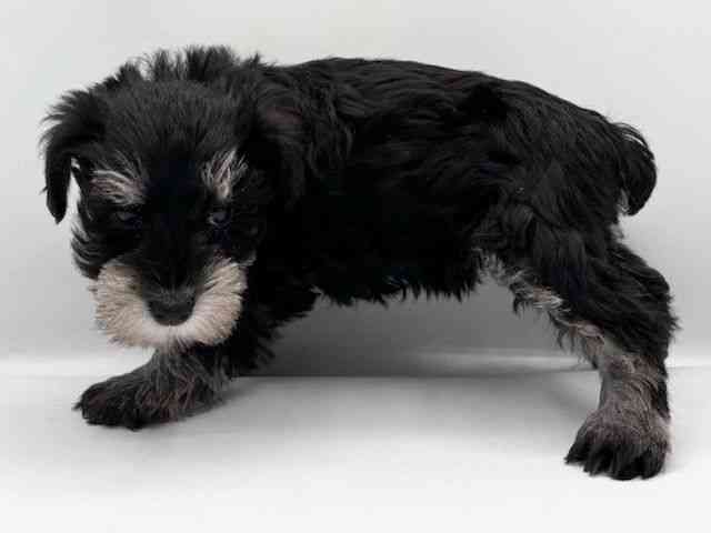 島根県のミニチュアシュナウザー (ひごペットフレンドリーイオン松江ショッピングセンター店/2025年11月9日生まれ/女の子/ブラックシルバー)の子犬の2枚目の画像