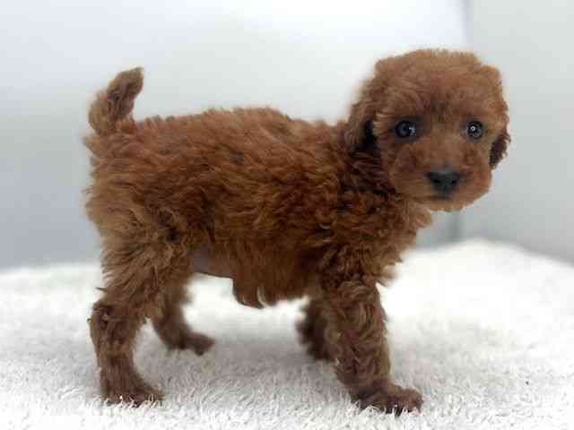 島根県のトイプードル(トイ) (ひごペットフレンドリーイオンモール出雲店/2025年11月9日生まれ/女の子/レッド)の子犬の2枚目の画像