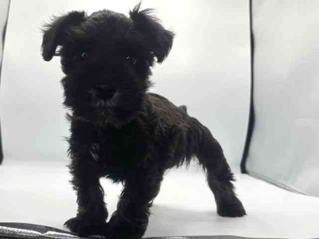 愛知県のミニチュアシュナウザー (ひごペットフレンドリープライムツリー赤池店/2025年11月8日生まれ/女の子/ソルトペッパー)の子犬の2枚目の画像