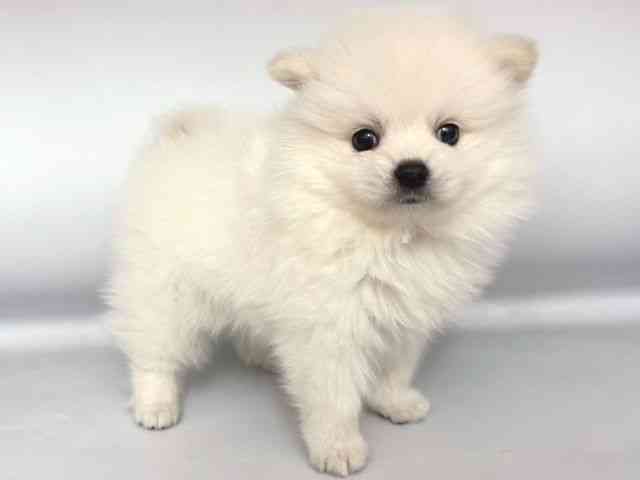 大阪府のハーフ犬・ミックス犬 (ひごペットフレンドリー岸和田店/2025年11月6日生まれ/男の子/クリーム)の子犬の2枚目の画像