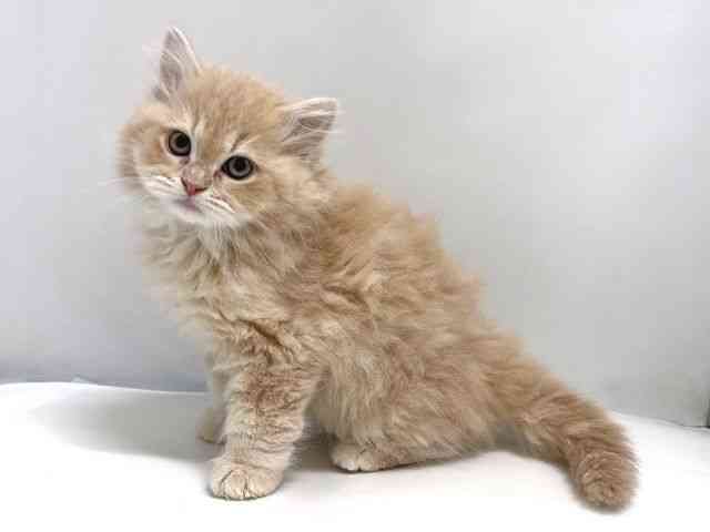 奈良県のラガマフィン (ひごペットフレンドリー奈良パワーシティ店/2025年11月7日生まれ/男の子/クリームタビーホワイト)の子猫の2枚目の画像