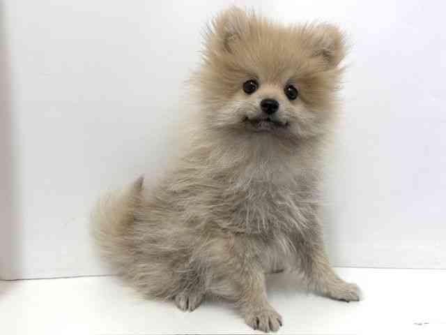 大阪府のポメラニアン (ひごペットフレンドリーベルファⅡ都島店/2025年11月7日生まれ/男の子/クリームセーブル)の子犬の2枚目の画像